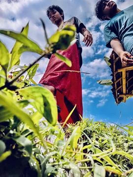 The farmer Stock Photos