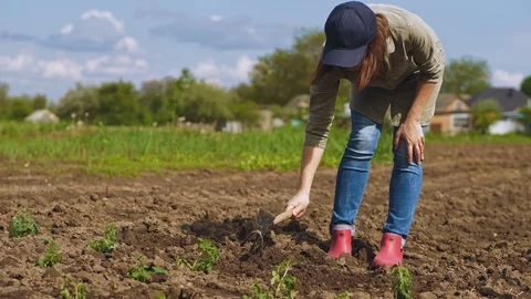 Farmer with a pickaxe makes a hole in the ground Stock Footage 107993698