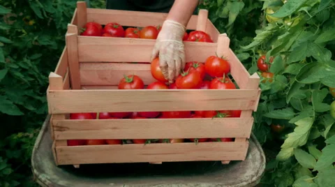 Farmer picked and puts fresh tomatoes in wooden boxes by Pakito, hands close up. Video stock 64575643