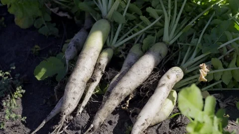 Farmer picking and stacking daikon radishes Stock Footage 294615001
