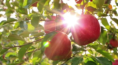 Farmer picking apple from the tree. Video stock 56541934