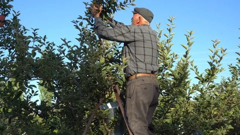 Farmer Picking Apples From A Tree On An Organic Farm Stockbeeldmateriaal 105828950