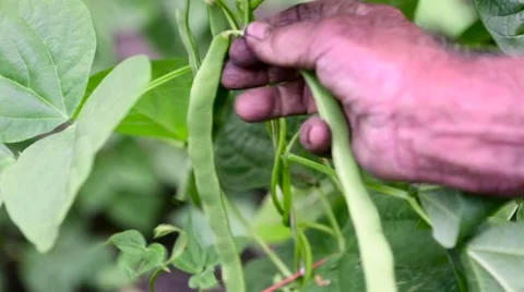 Farmer picking beans Stock Footage 60255620