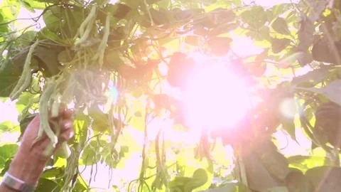 Farmer picking beans Stock Footage 82076757