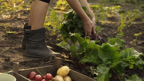 Farmer picking beets and folding in a wooden box Stock Footage 115660420