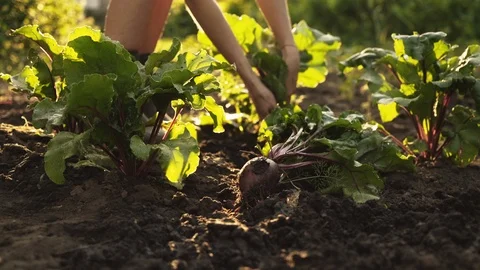 Farmer picking beets on field of organic farm in sunset light Stock Footage 115659732