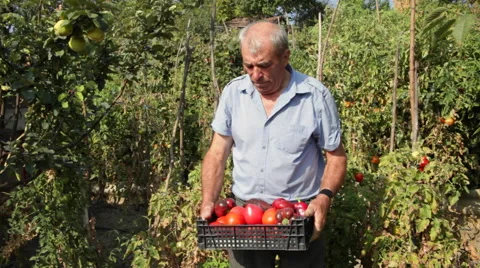 Farmer picking big tomatoes at an organic farm in a beautiful garden in harvest Stock Footage 42192498