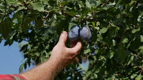 Farmer picking blue plum fruit from tree Stock Footage 114238873