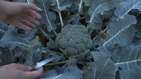 Farmer picking up a broccoli in an orchard in Spain Stock Footage 123044905