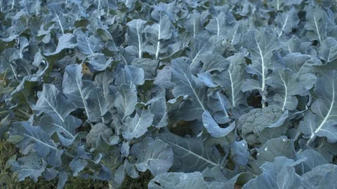 Farmer picking up a broccoli in an orchard in Spain Stock Footage 123044937