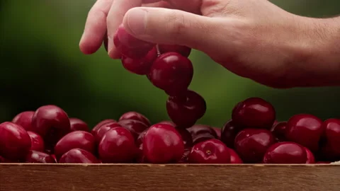 Farmer picking cherries by hand Stock Footage 158367896