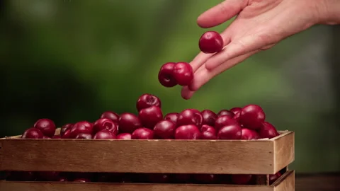 Farmer picking cherries in slow motion Stock Footage 156787391