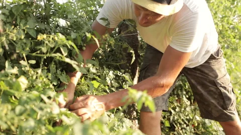 Farmer picking a cherry tomatoes on organic farm Stock Footage 67090968