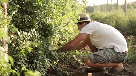 Farmer picking a cherry tomatoes on organic farm Stock Footage 67090981