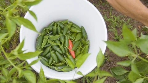 Farmer picking chilly in the field Stock Footage 87805186