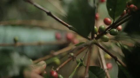 Farmer picking coffee in Mexico Stock Footage