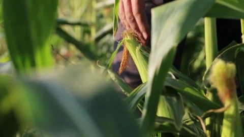 Farmer picking corn by hand and throwing it into a wooden box Stock Footage 77819773
