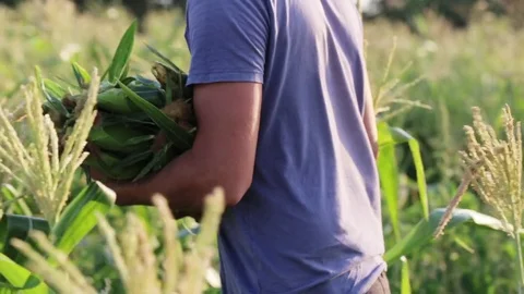 Farmer picking corn by hand and throwing it into a wooden box Stock Footage 77827351