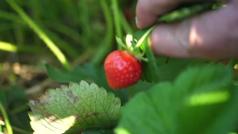 Farmer picking delicious strawberry Stock Footage 157003042