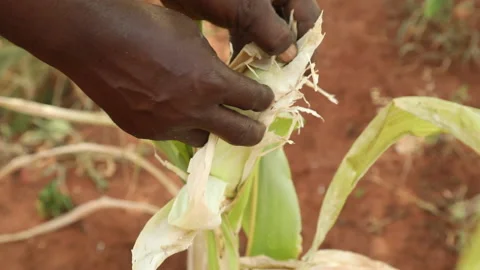 Farmer picking ear of corn affected by disease in Kenya, Africa Video stock 167027507