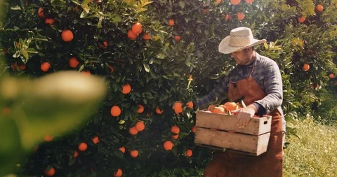 Farmer picking fresh oranges from orange trees in spring Stock Footage 90389361