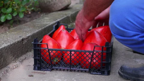 Farmer picking up fresh organic tomatoes and weight tomato on a scale Stock Footage 134996727