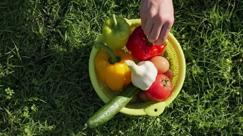 Farmer picking fresh red bell pepper from colander Stock Footage 337067071