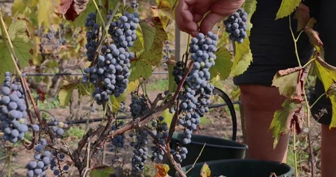 Farmer picking grapes. Close-up of hands plucking bunches Stock Footage 259470210