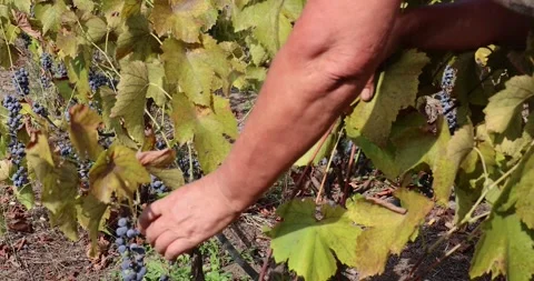 Farmer picking grapes. Close-up of hands plucking bunches Stock Footage 269665747