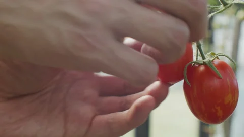 Farmer Picking Harvest of Tomatoes Stock Footage 153475195