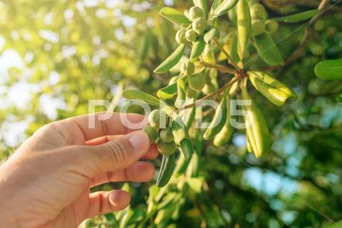 Farmer picking olive like fruit from oleaster shrub Stock Photos