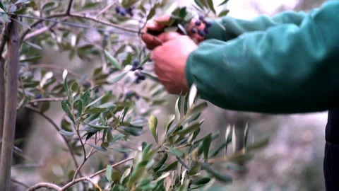 Farmer picking olives from tree. Stock Footage 91753993
