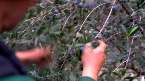 Farmer picking olives from tree. Stock Footage 95804086