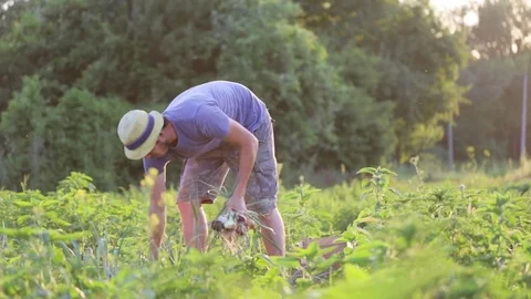 Farmer picking onion on the field of organic farm. Stock Footage