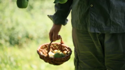 Farmer picking pear Stock Footage 92313312