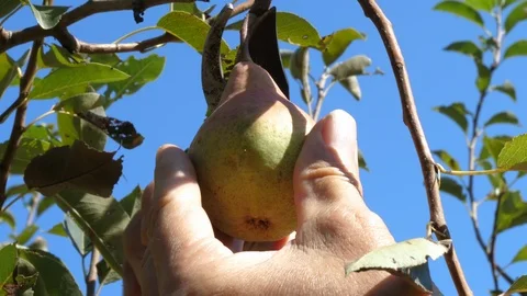 Farmer picking pear from the tree Stock Footage 93991320