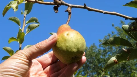 Farmer picking pear from the tree. Stock Footage 94121261