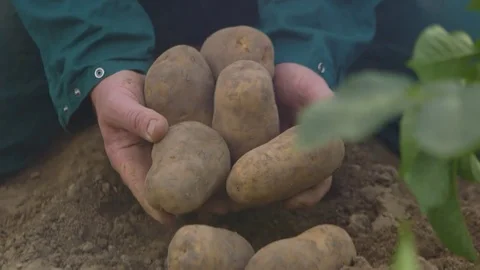 Farmer Picking Up Potatoes Stock Footage 81957224