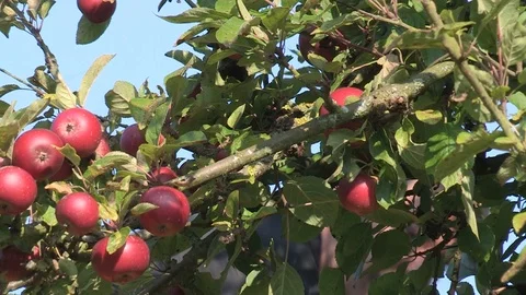 Farmer picking red apples Stock Footage 92044744