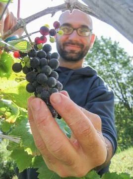 Farmer picking red grape cluster Fotos de archivo