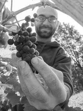 Farmer picking red grape cluster Stock Photos