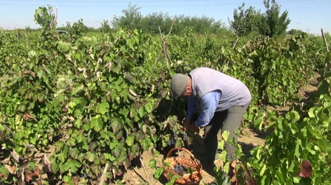 Farmer picking red wine grapes, organic farm, fall, vegan, harvest, vineyard Stock Footage 30515429