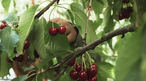 Farmer picking ripe cherries Stock Footage 51108274