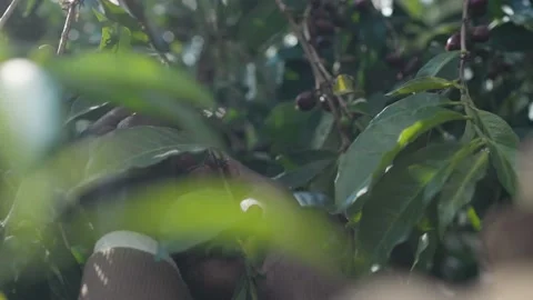 Farmer picking ripe coffee cherries at the coffee farm in Ethiopia, Africa 스톡 동영상 219927189