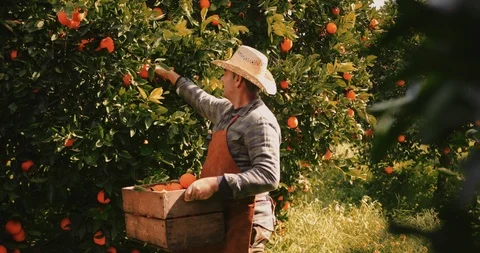 Farmer picking ripe oranges from orange tress orchard Stock Footage