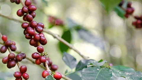 Farmer picking ripe red coffee berries from the coffee tree Stock Footage 123989015