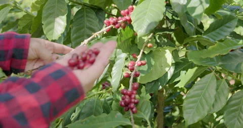 Farmer Picking Ripe Red Coffee Cherries In Green Plantation Close Up Shot Video stock 330114450