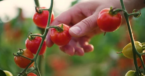 Farmer Picking Ripe Red Tomatoes in Greenhouse - Close Up 4k Stock Footage