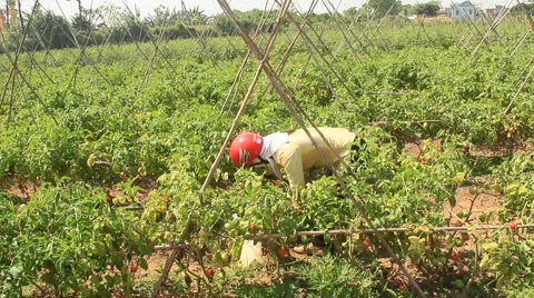 Farmer picking ripe tomato in vegetable garden Stock Footage 49110749