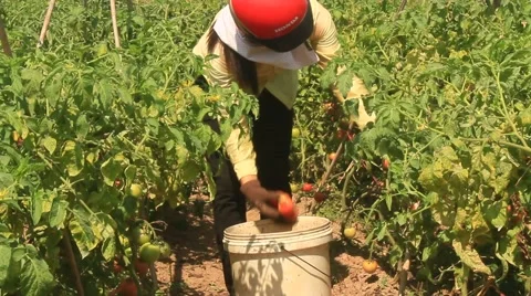 Farmer picking ripe tomato in vegetable garden Stock Footage 49110812